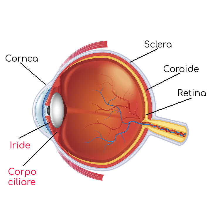 Anatomia semplificata dell'occhio per lo studio dell'iridociclite