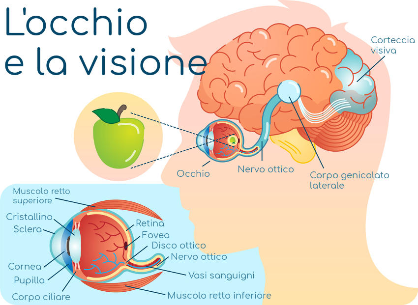 Semplificazione dell'anatomia dell'occhio e della visione