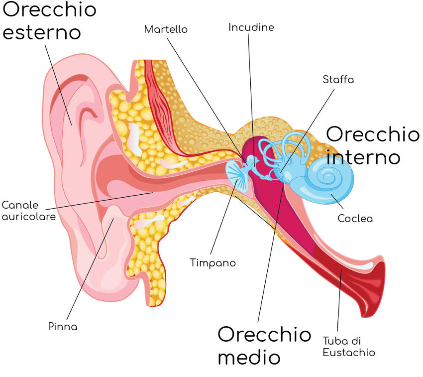 Anatomia semplificata dell'orecchio