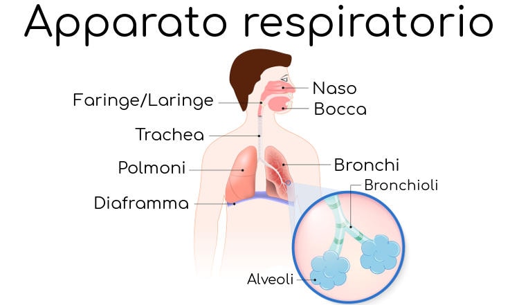 Semplificazione della struttura dell'apparato respiratorio