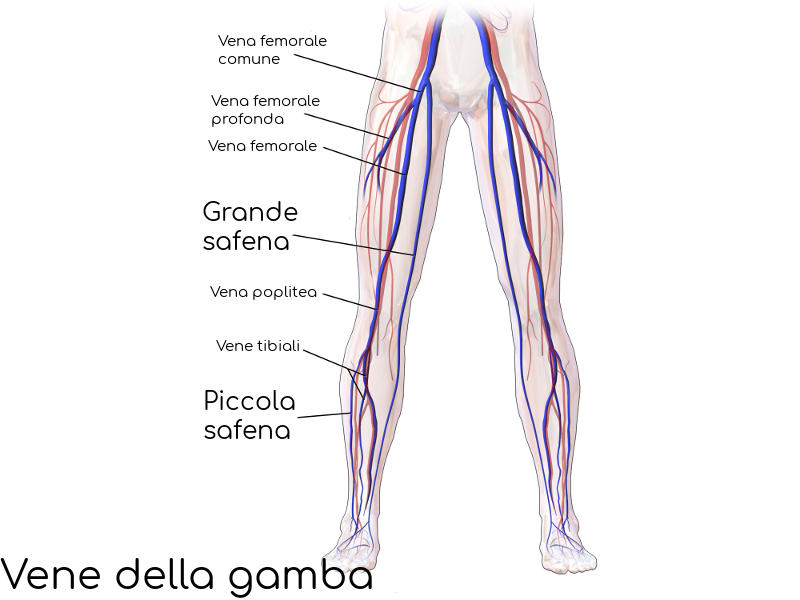 Anatomia della vena safena grande e piccola