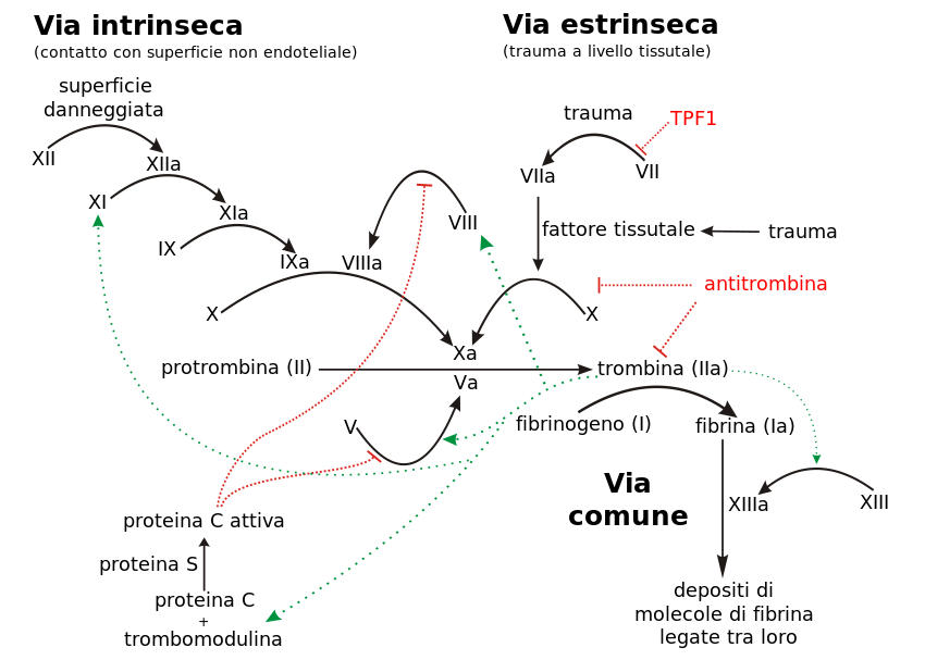 Grafico che riporta la cascata della coagulazione