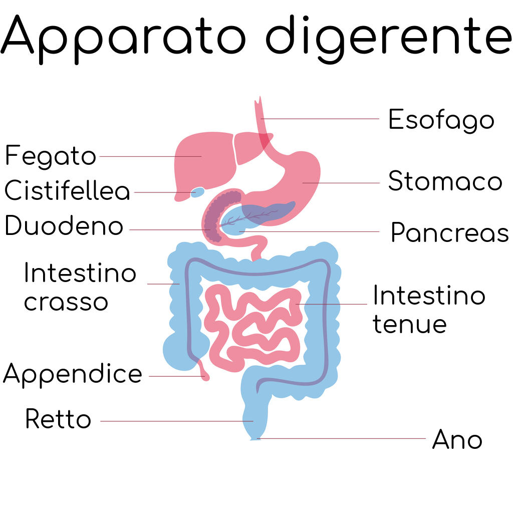 Semplificazione dell'anatomia dell'apparato digerente