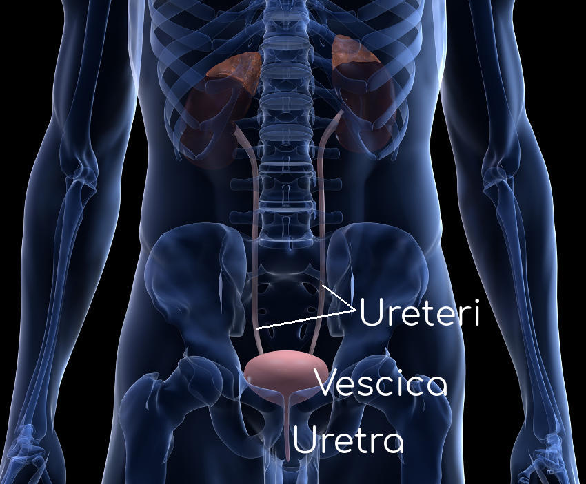 Schematizzazione dell'apparato urinario, oggetto di studio della cistoscopia