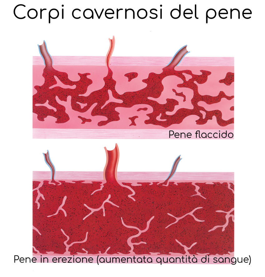 Schema del meccanismo alla base dell'erezione