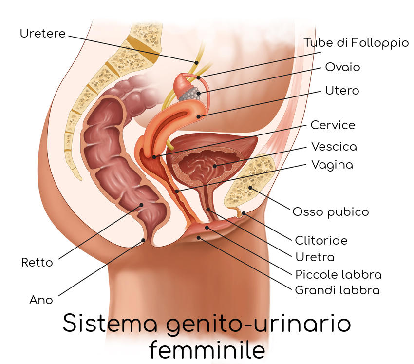 Anatomia del distema genito-urinario femminile