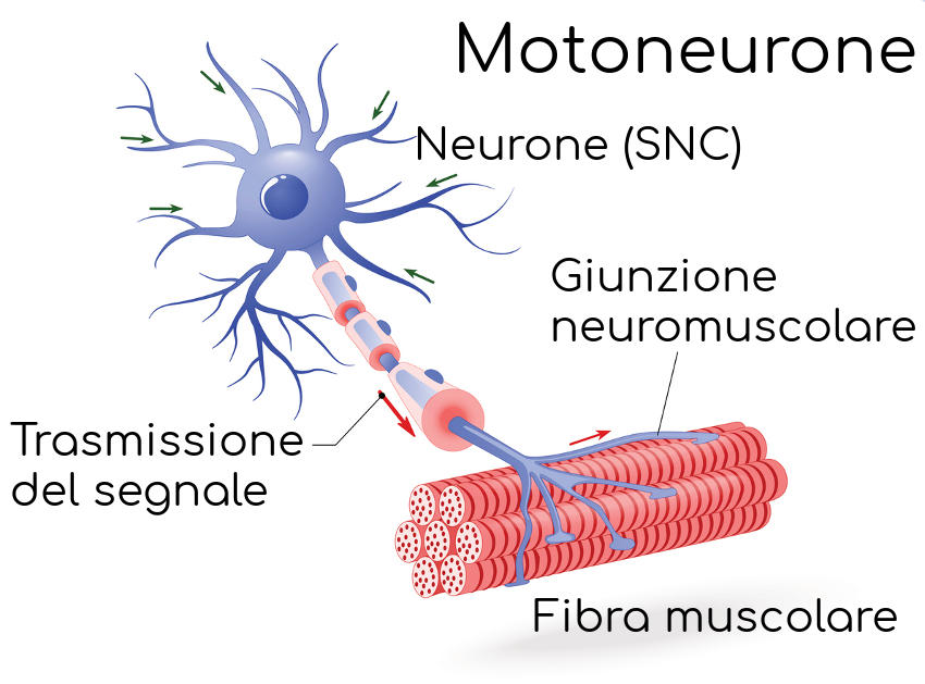 Semplificazione del motoneurone