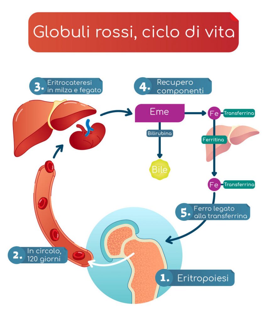 Schema del ciclo di vita dei globuli rossi