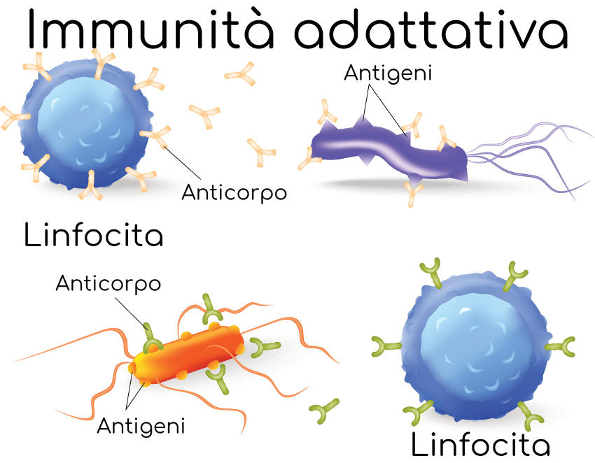 Linfociti e risposta immunitaria