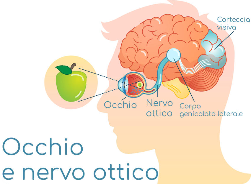 Semplificazione dell'anatomia di occhio e nervo ottico