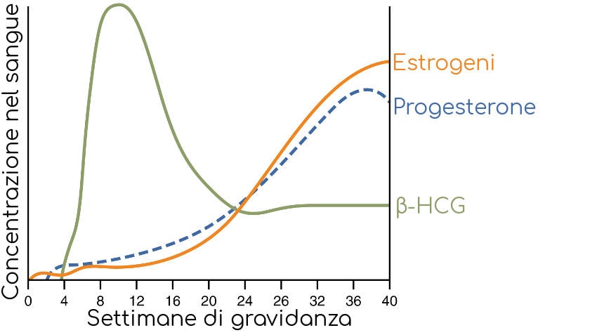 Grafico con l'andamento dei principali ormoni durante la gravidanza