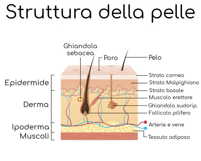 Anatomia semplificata degli strati della pelle