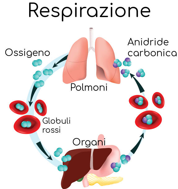 Schema della respirazione e del trasporto di ossigeno