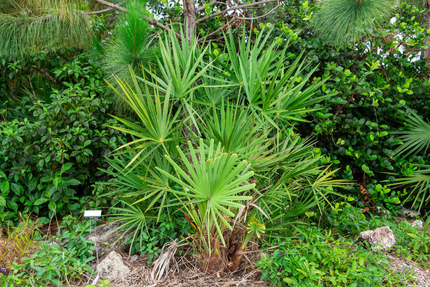 Pianta di Serenoa Repens