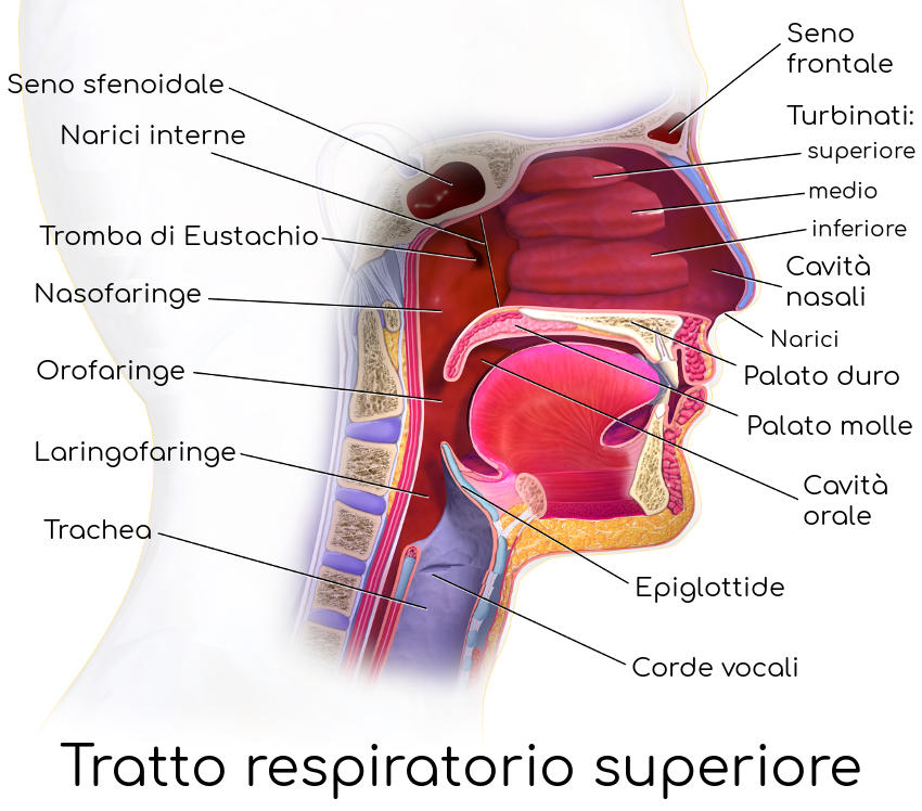 Anatomia semplificata del Tratto Respiratorio Superiore