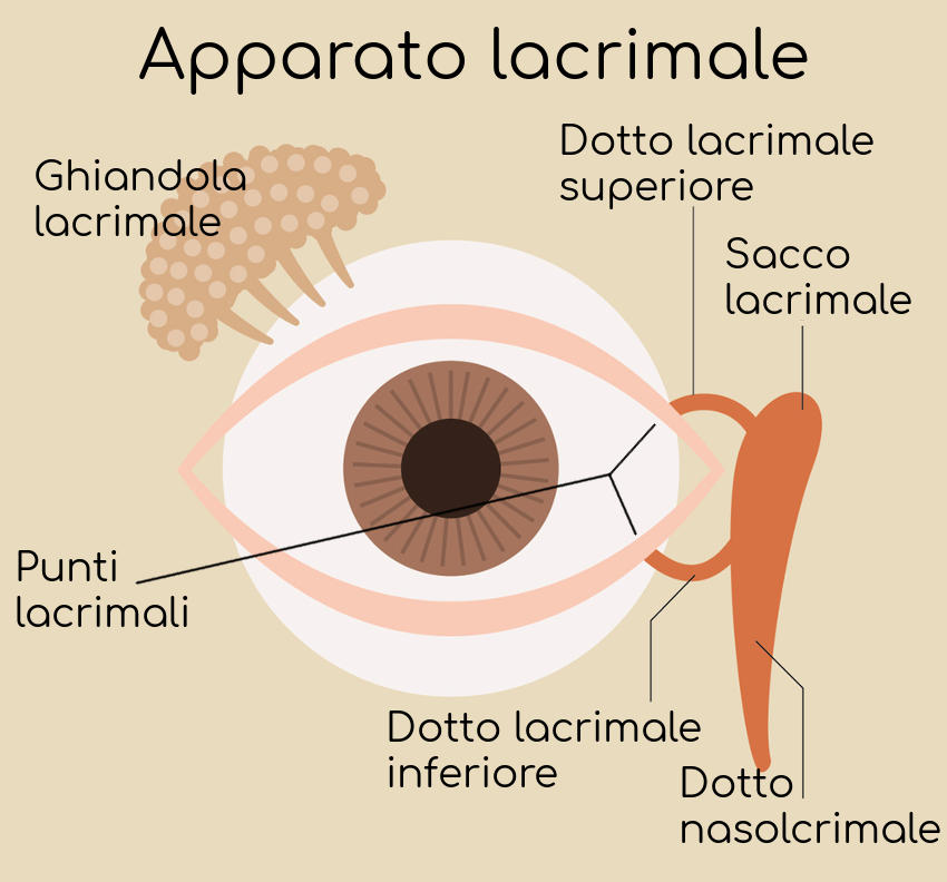 Semplificazione dell'apparato lacrimale