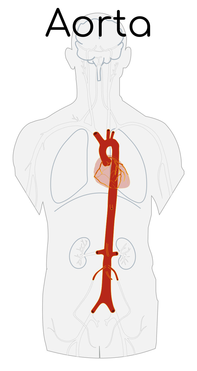 Andamento dell'aorta nell'organismo