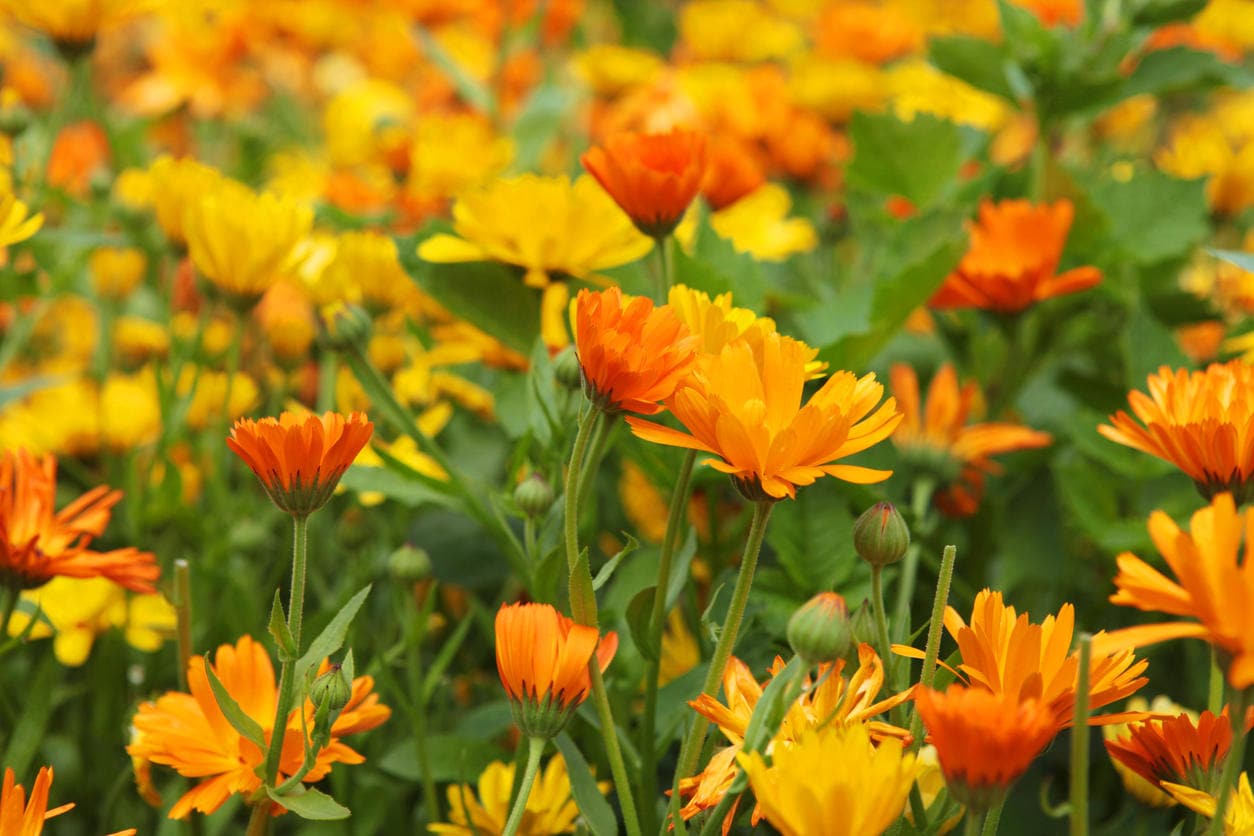 Prato fiorito di calendula