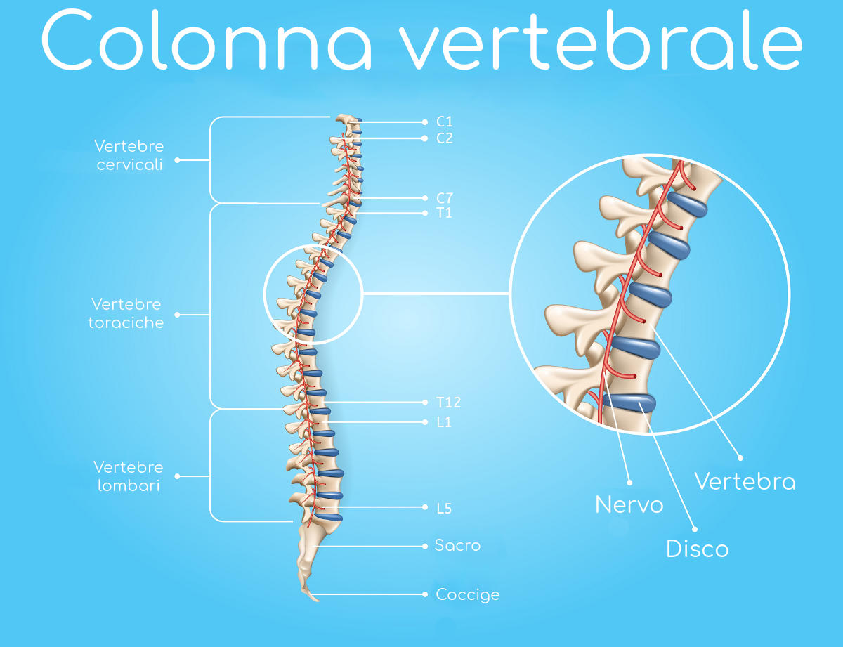 Colonna vertebrale