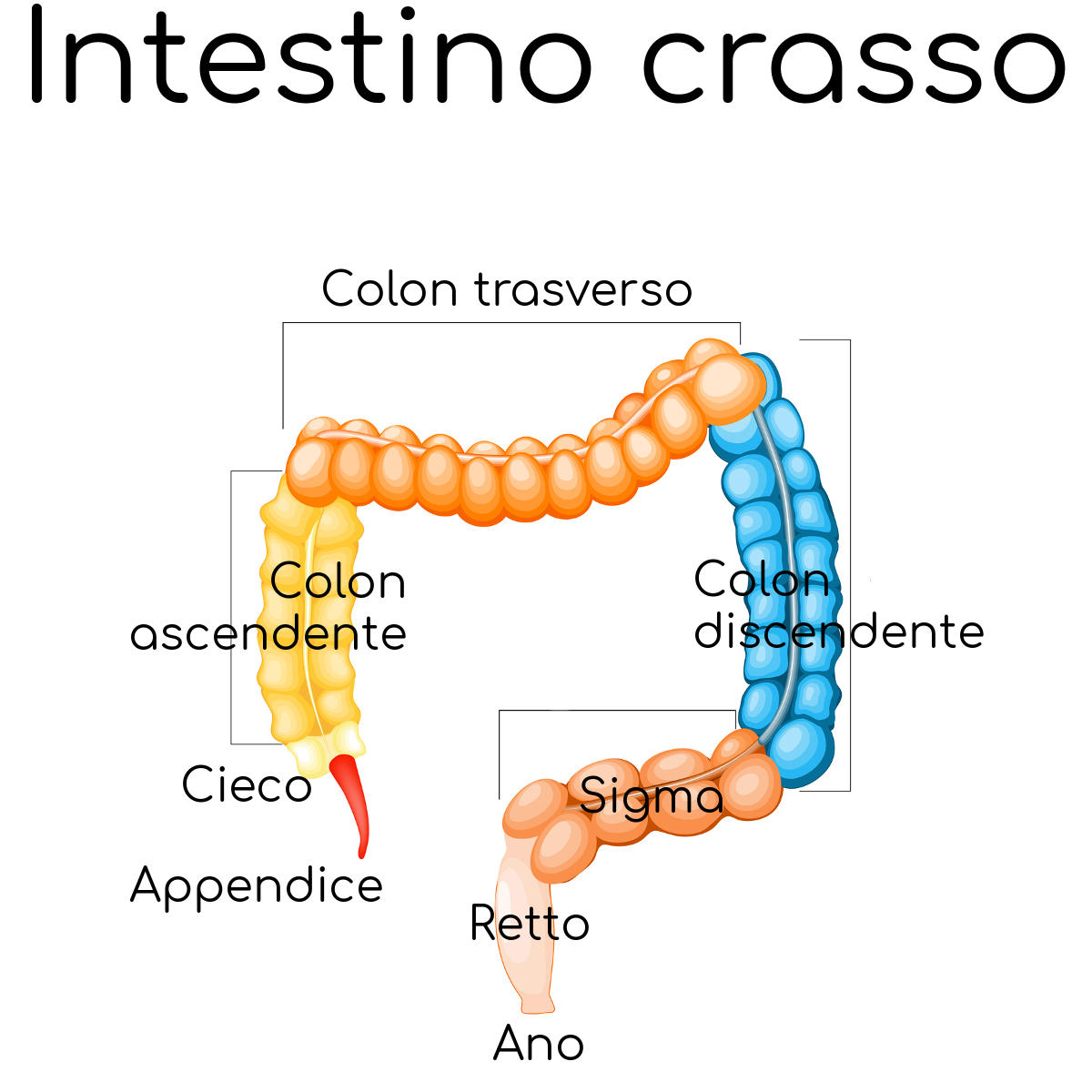 Anatomia dell'intestino crasso