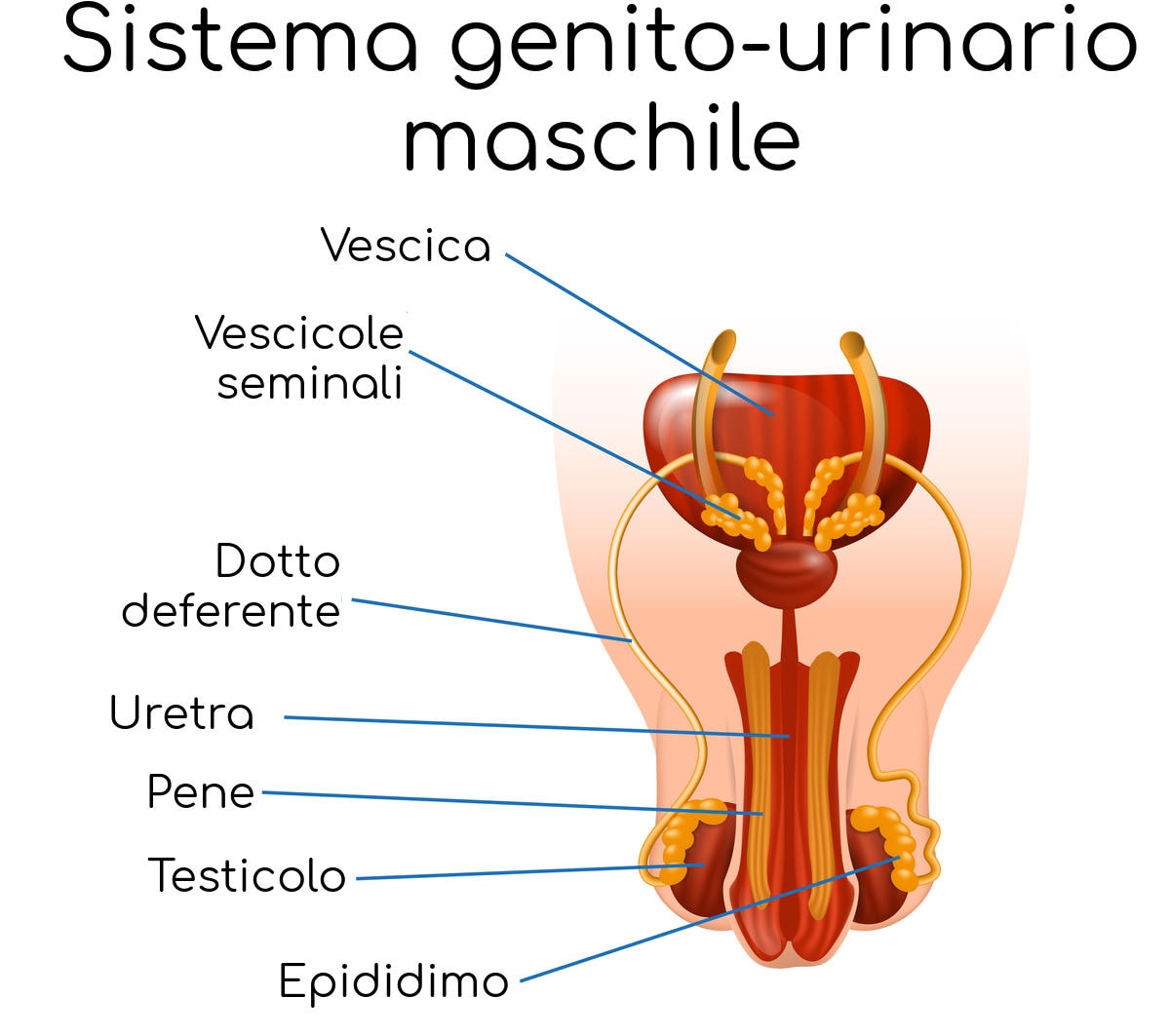 Anatomia semplificata del sistema genito-urinario maschile
