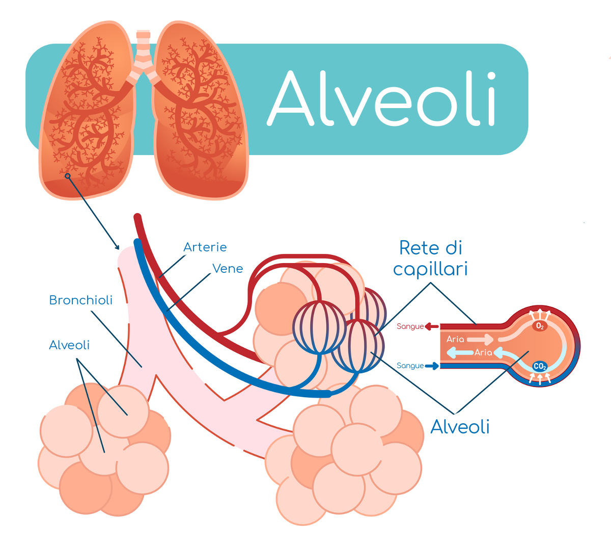 Struttura degli alveoli polmonari