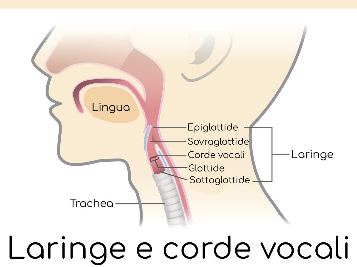Anatomia semplificata della laringe