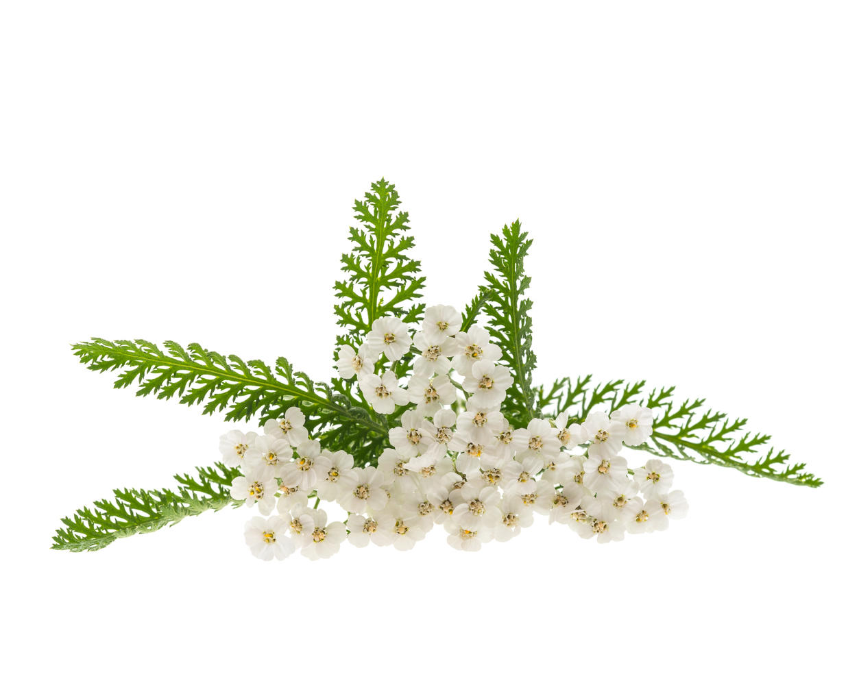 Fiori di Achillea su sfondo bianco