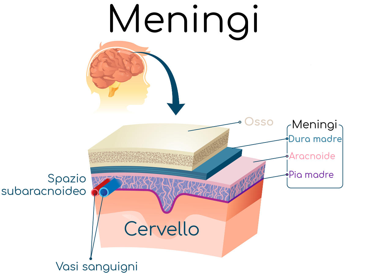 Semplificazione dell'anatomia delle meningi