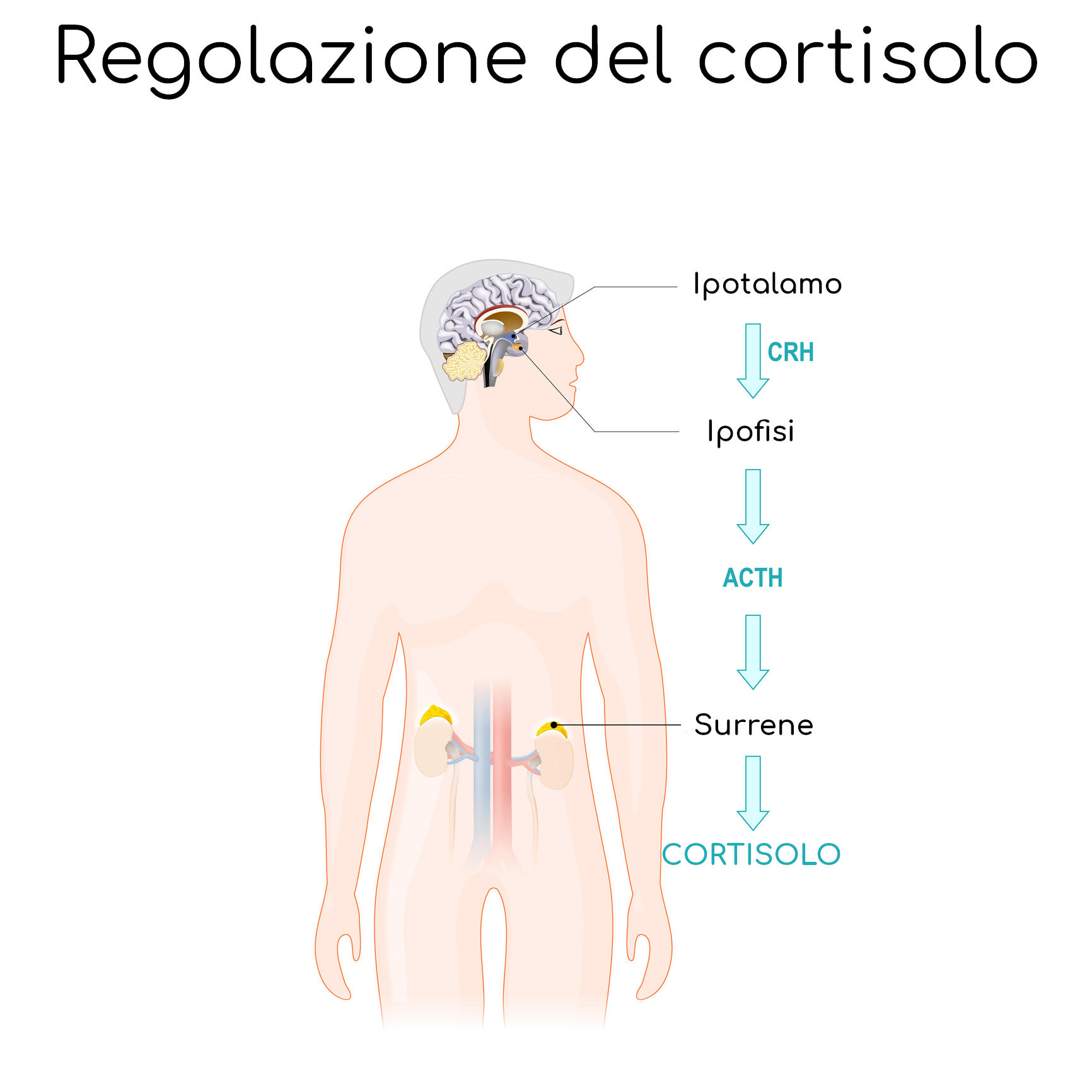 Schema semplificato dell'asse ipotalamo-surrene alla base della produzione di cortisolo