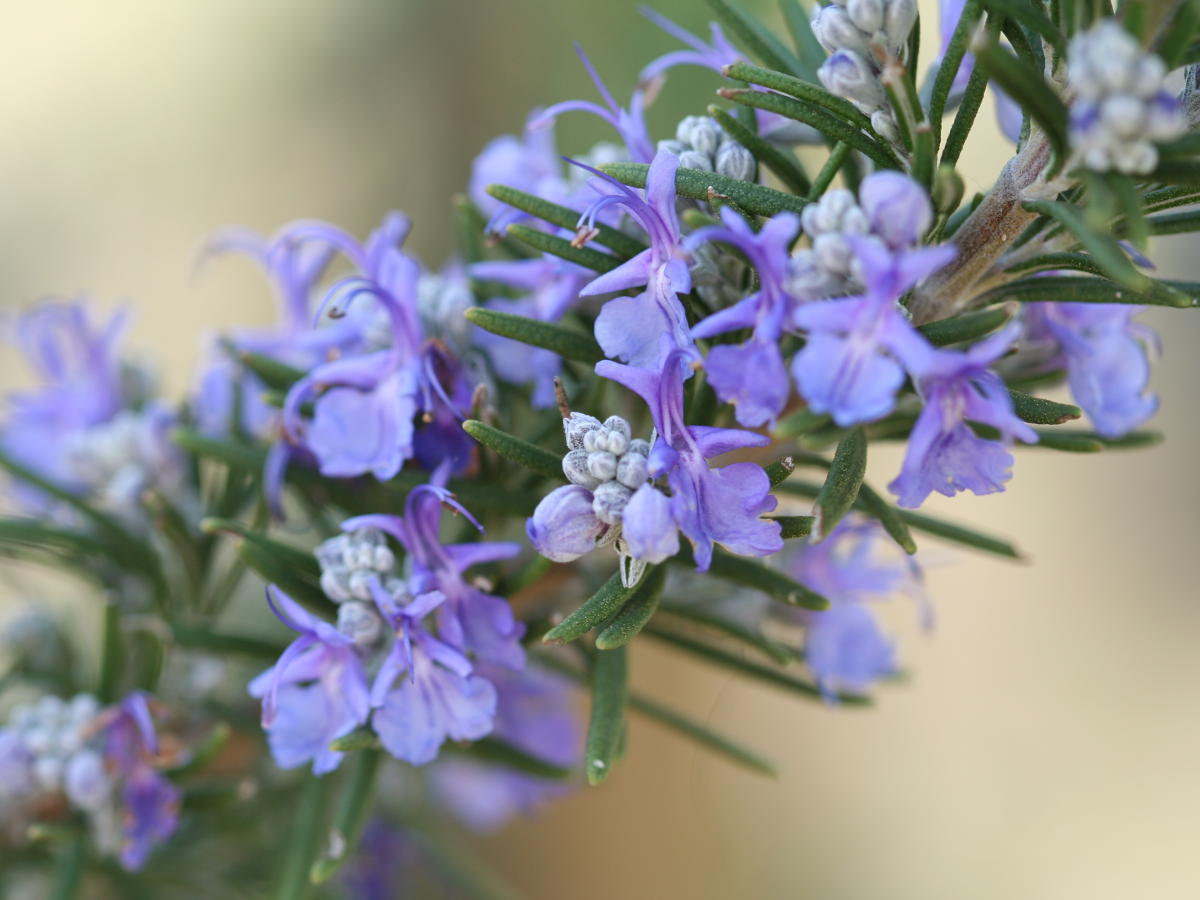 Pianta di rosmarino con fiori