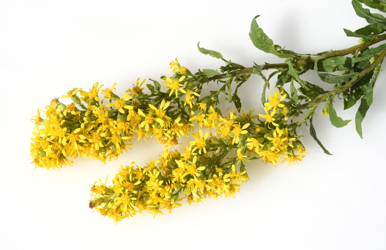 Solidago su sfondo bianco