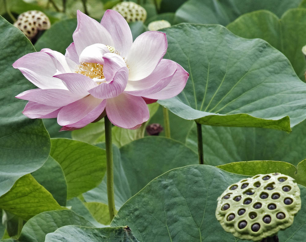 Fiore di loto e bocciolo