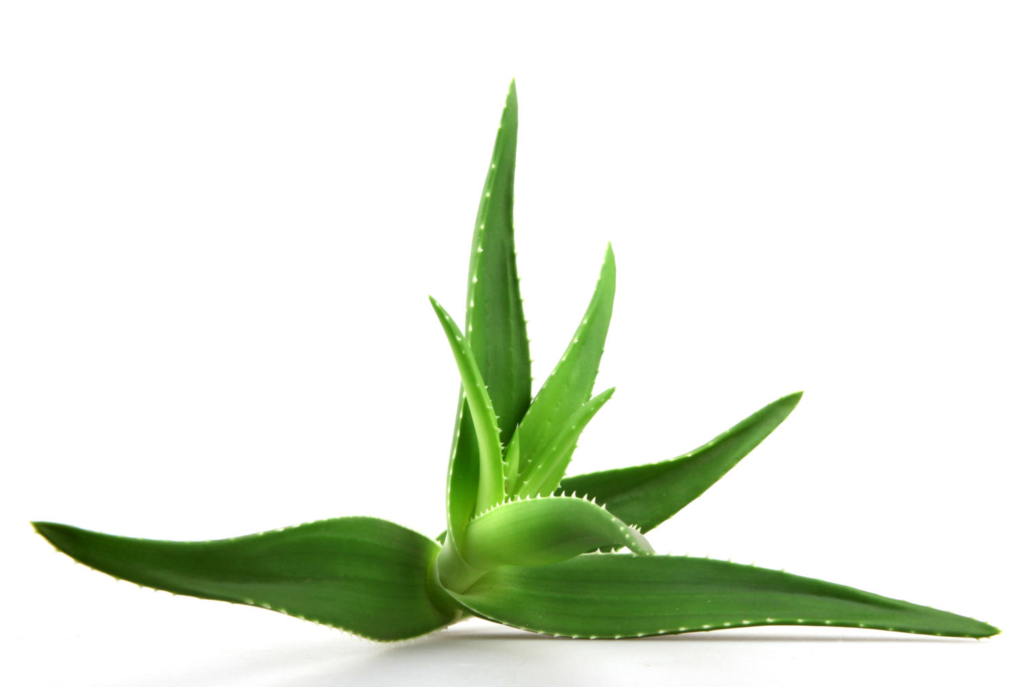 Pianta di aloe vera su sfondo bianco