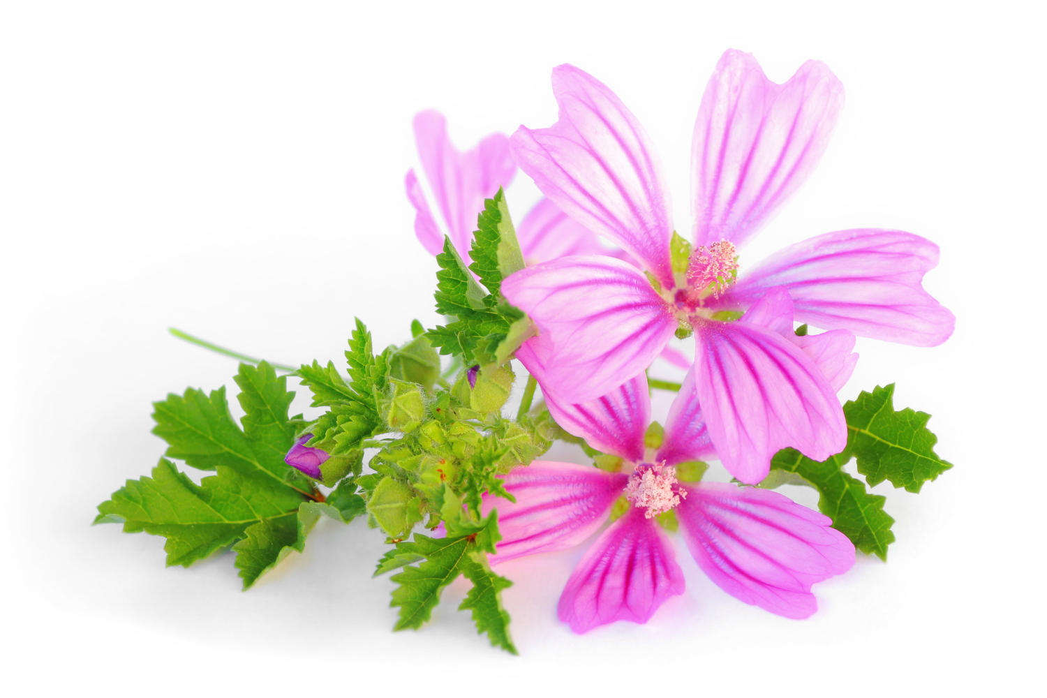 Fiore di malva su sfondo bianco
