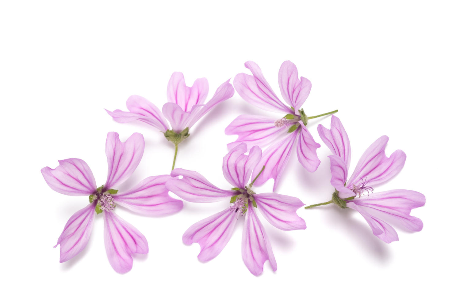 Fiore di malva su sfondo bianco