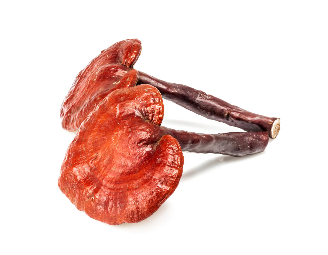 Reishi su sfondo bianco