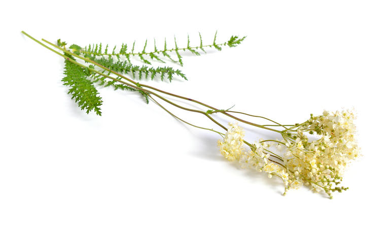Spirea ulmaria su sfondo bianco