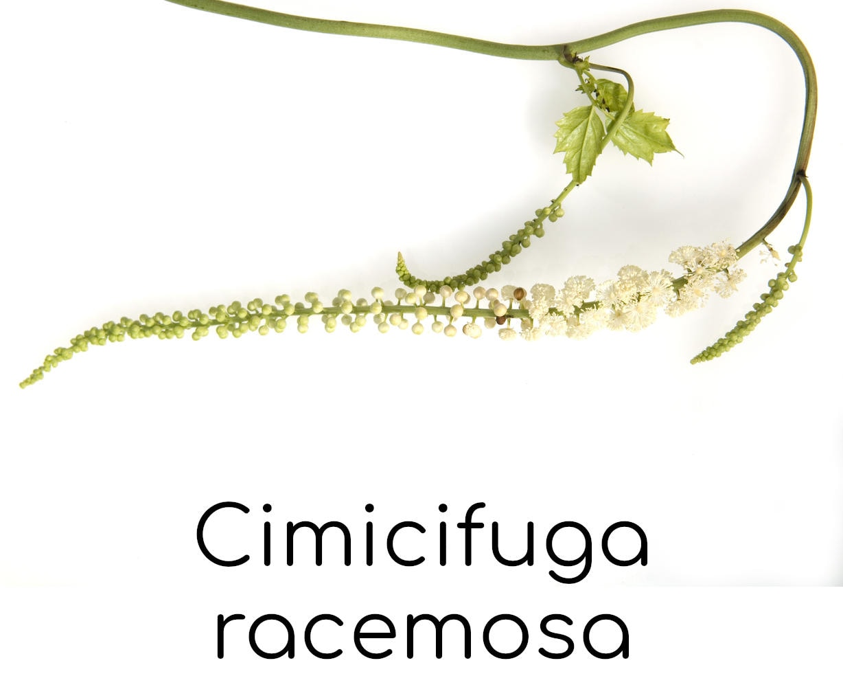 Ramo di cimicifuga racemosa su sfondo bianco