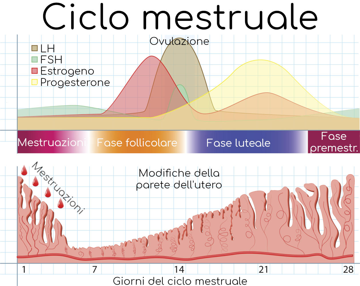 Andamento grafico della quantità di ormoni durante le diverse fasi del ciclo mestruale