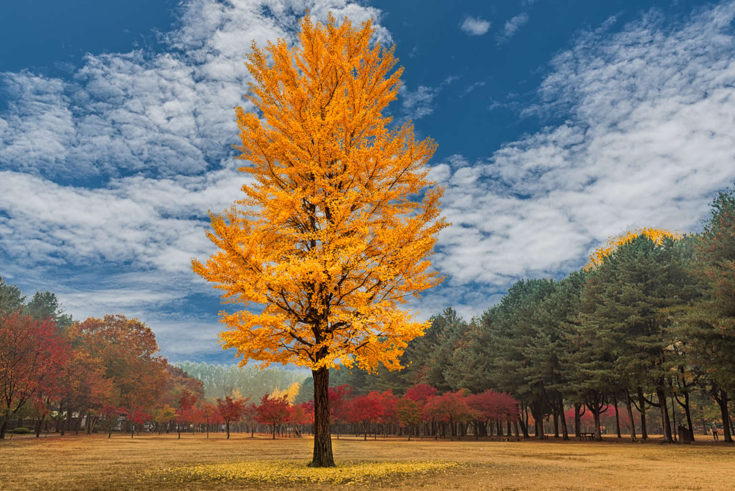 Albero di Ginkgo Biloba, foto autunnale