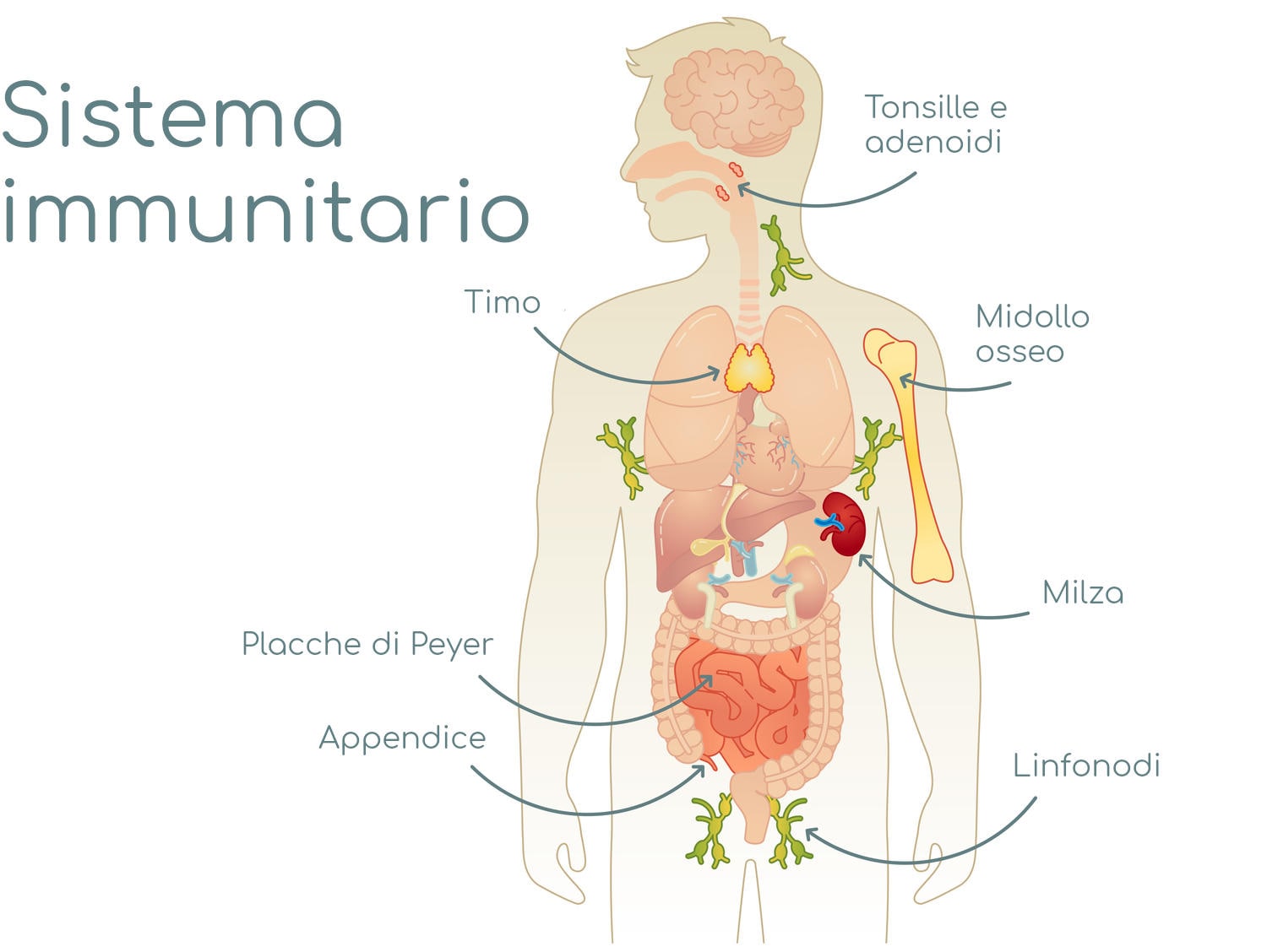 Semplificazione schematica dell'anatomia del sistema immunitario