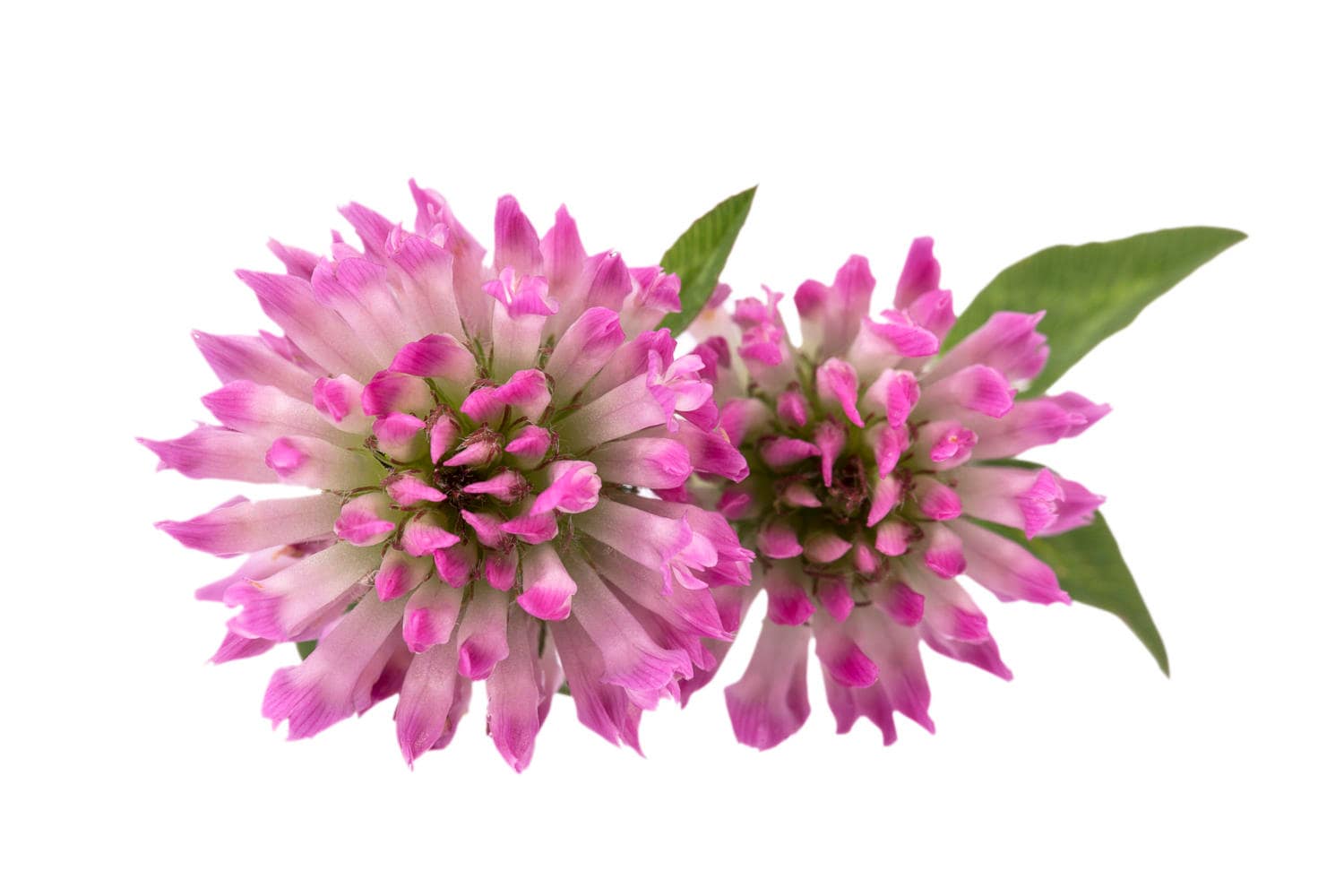Fiori di trifoglio rosso isolati su sfondo bianco