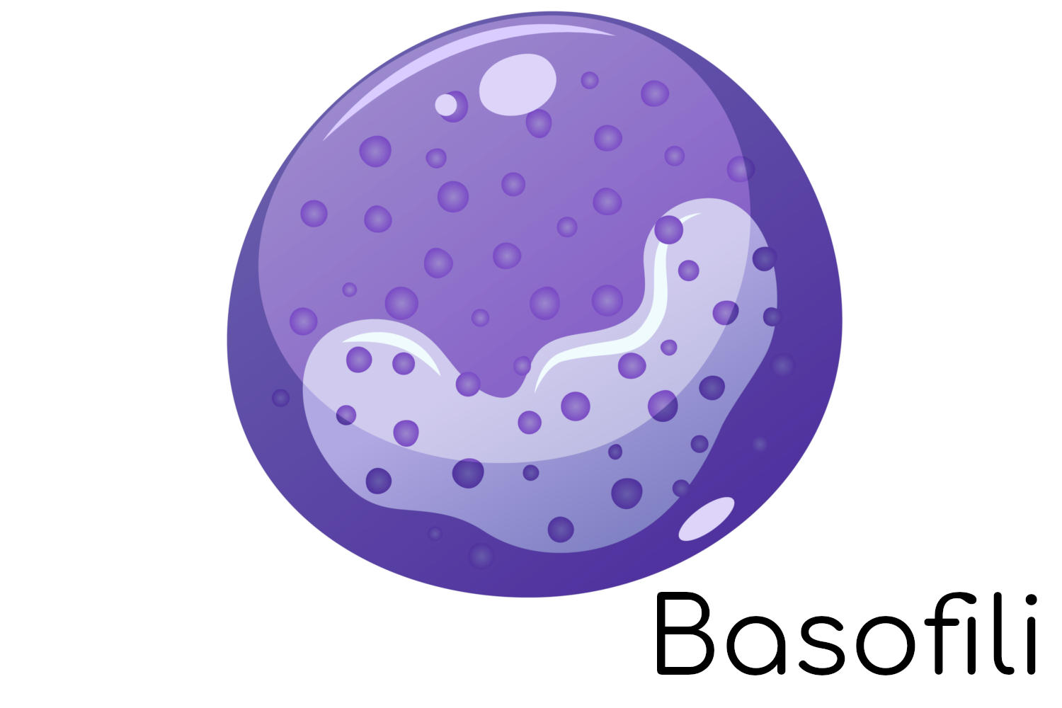 Semplificazione dell'aspetto di un granulocita basofilo