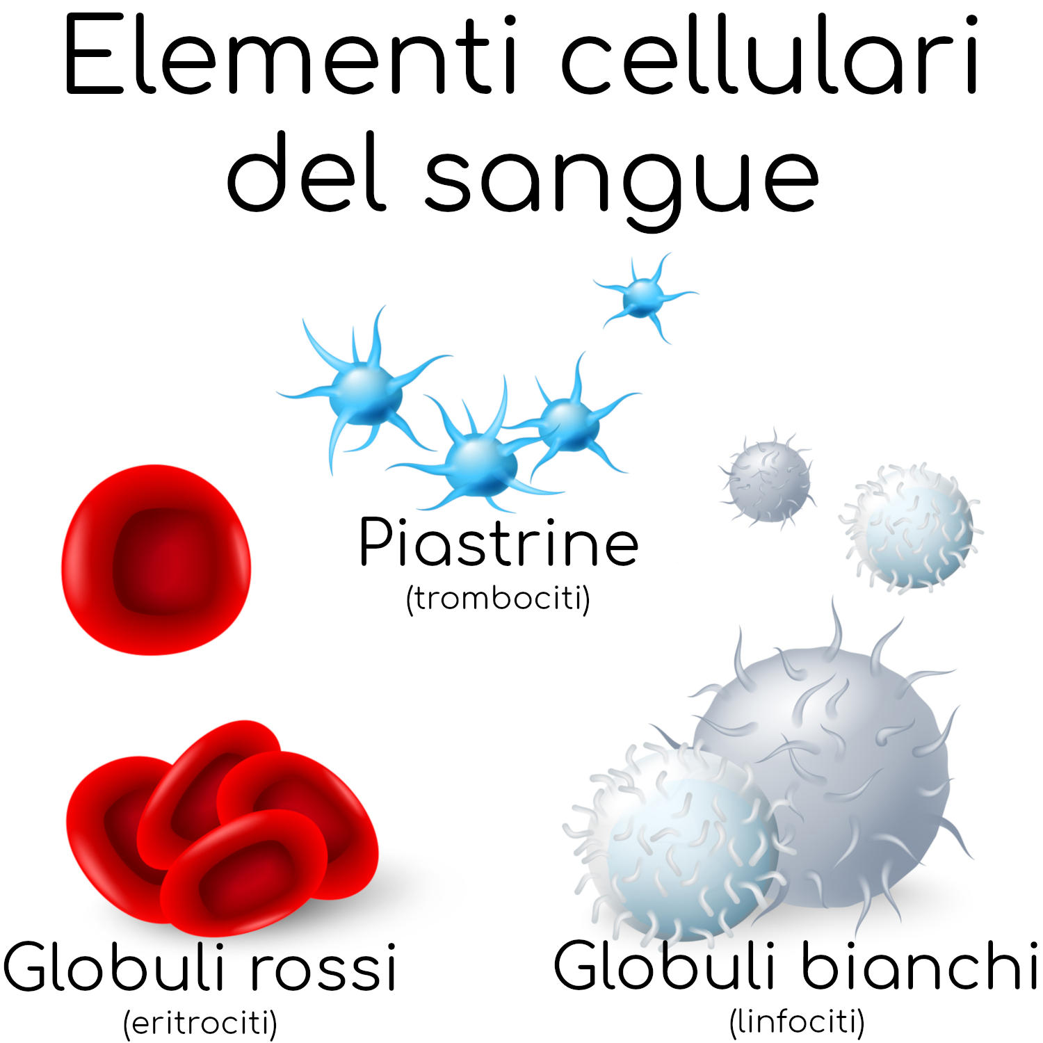 Piastrine, globuli rossi e bianchi