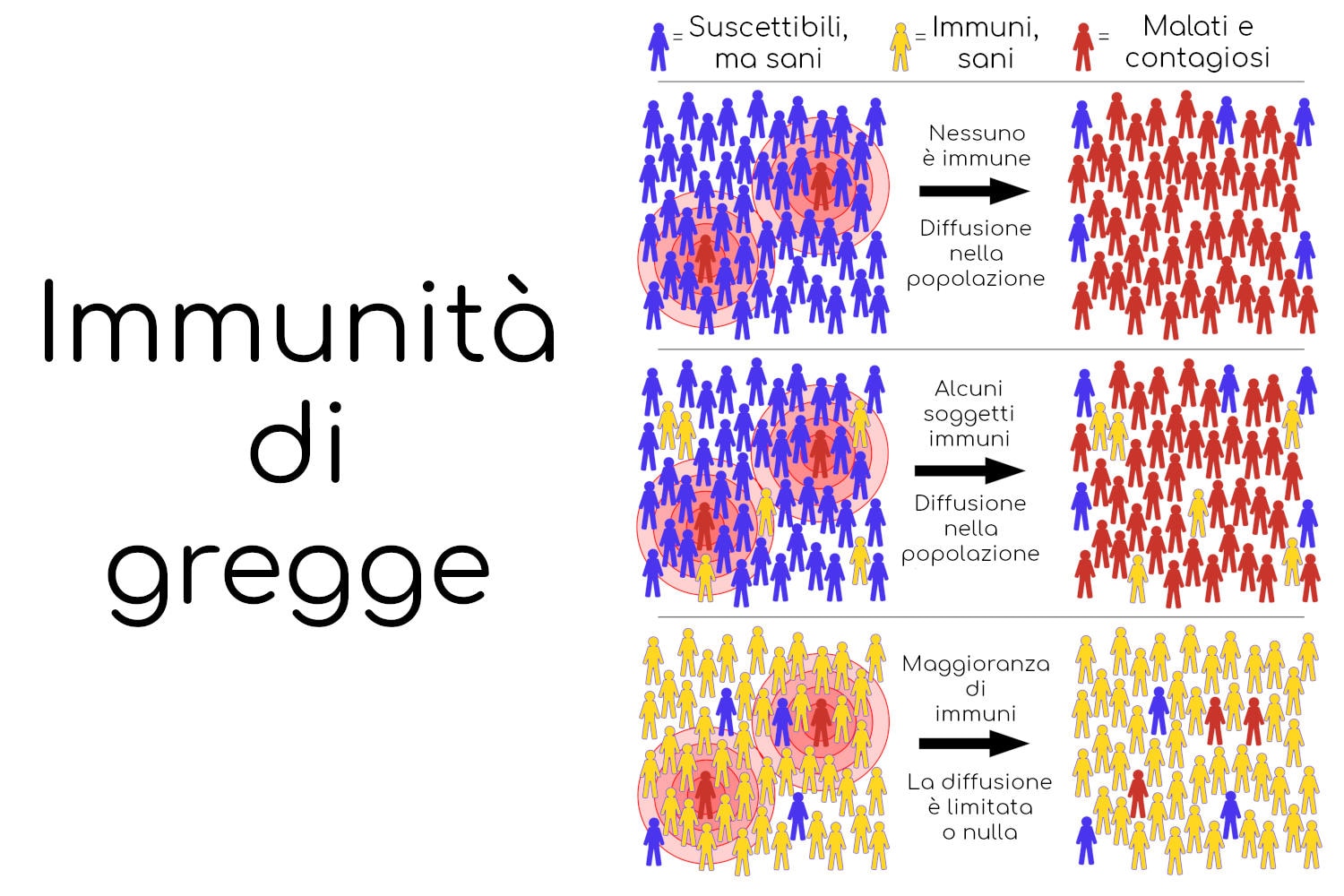 Immunità di gregge, schema semplificato