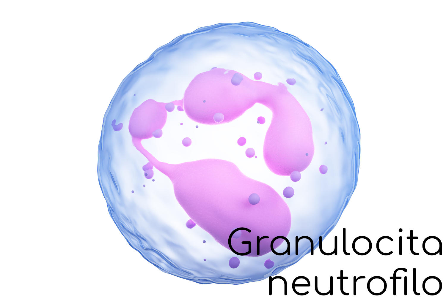 Rappresentazione grafica di un granulocita neutrofilo