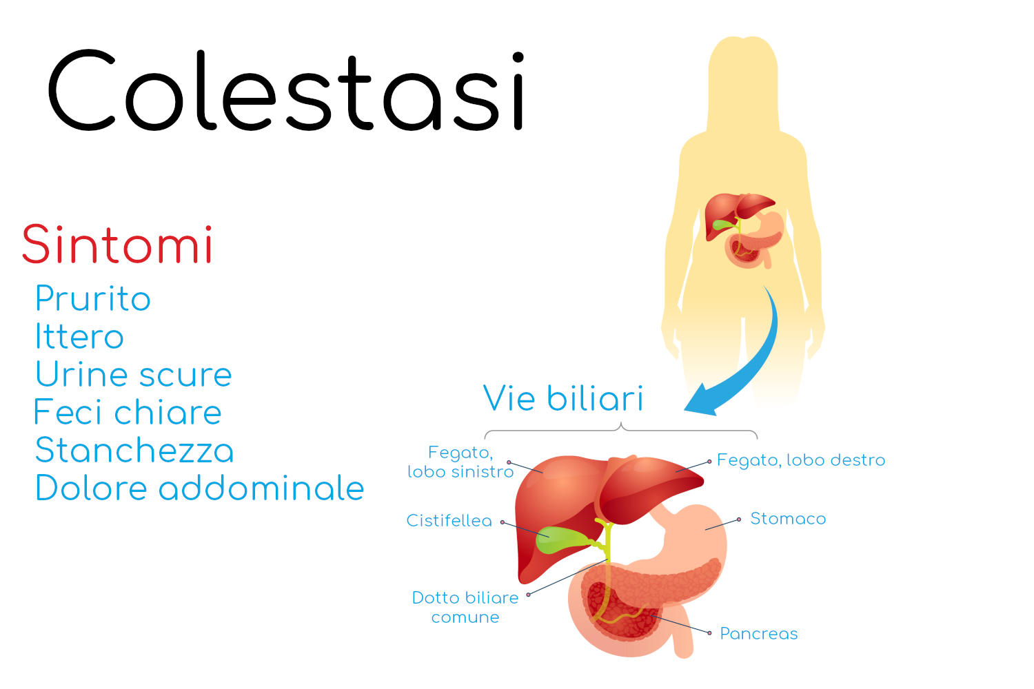 Anatomia delle vie bilari