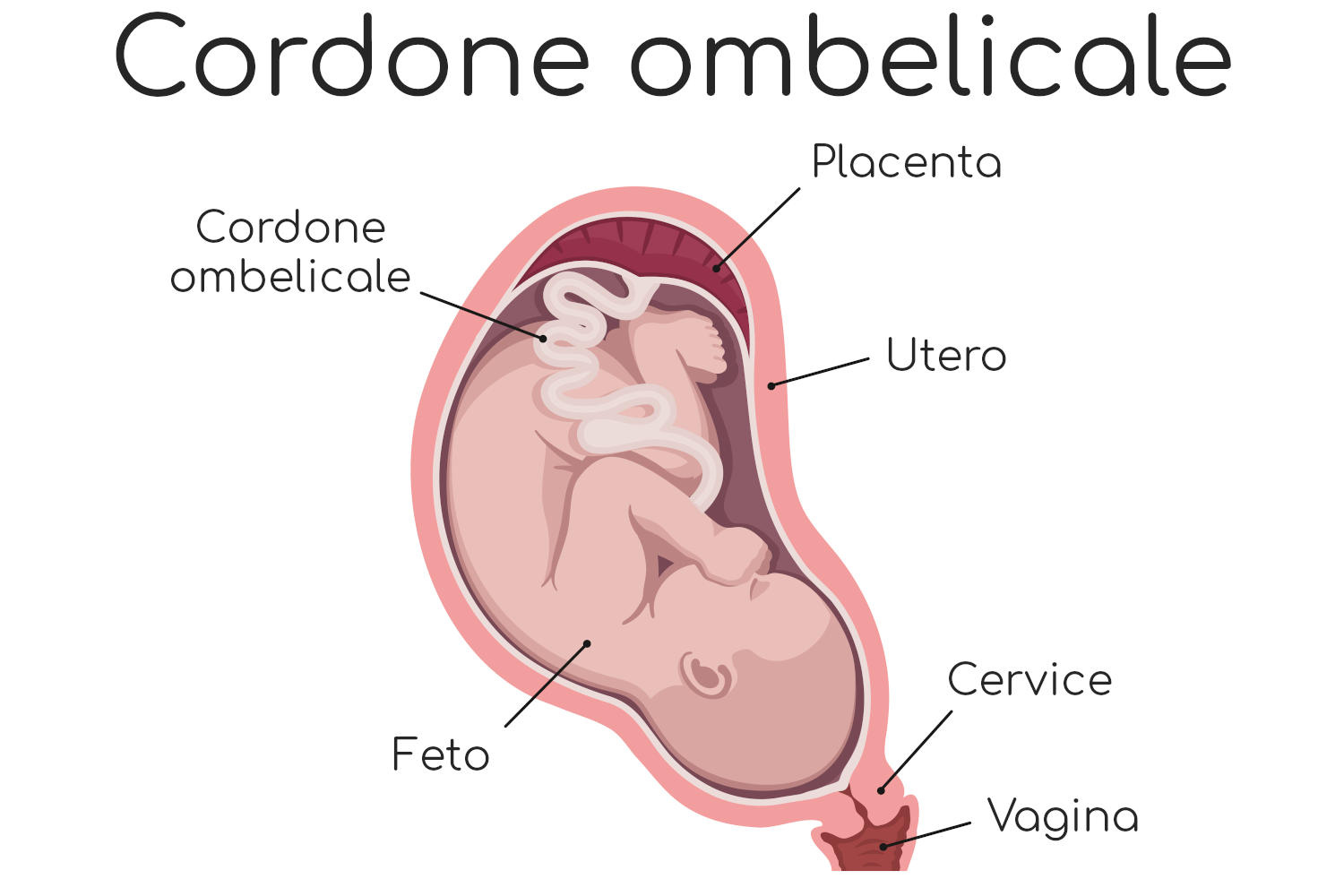 Cordone ombelicale e collegamento feto-mamma