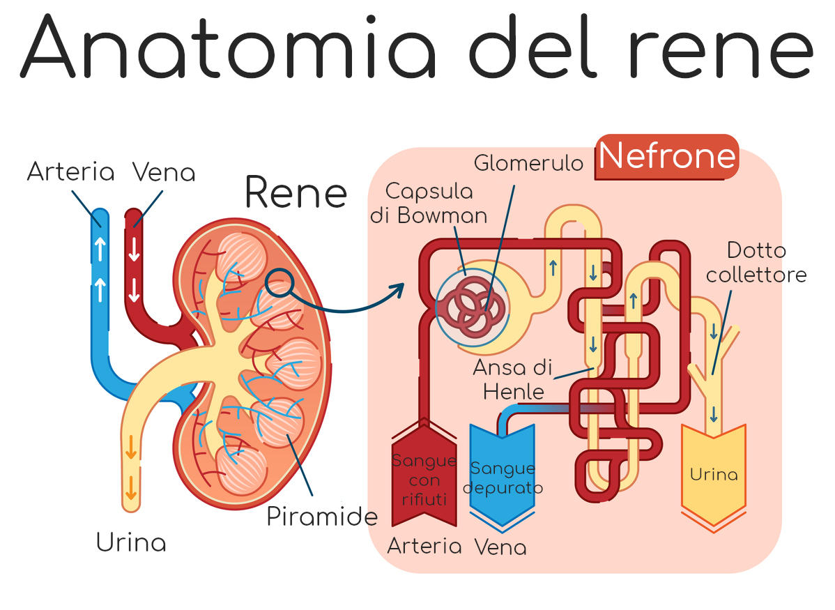 Anatomia semplificata del rene e diuresi